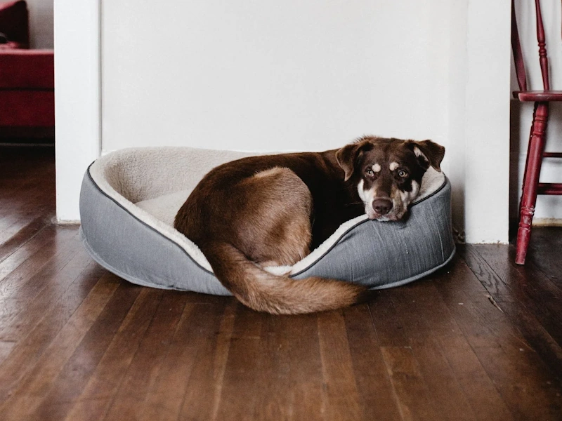 Make Your Dog Comfortable With The Move